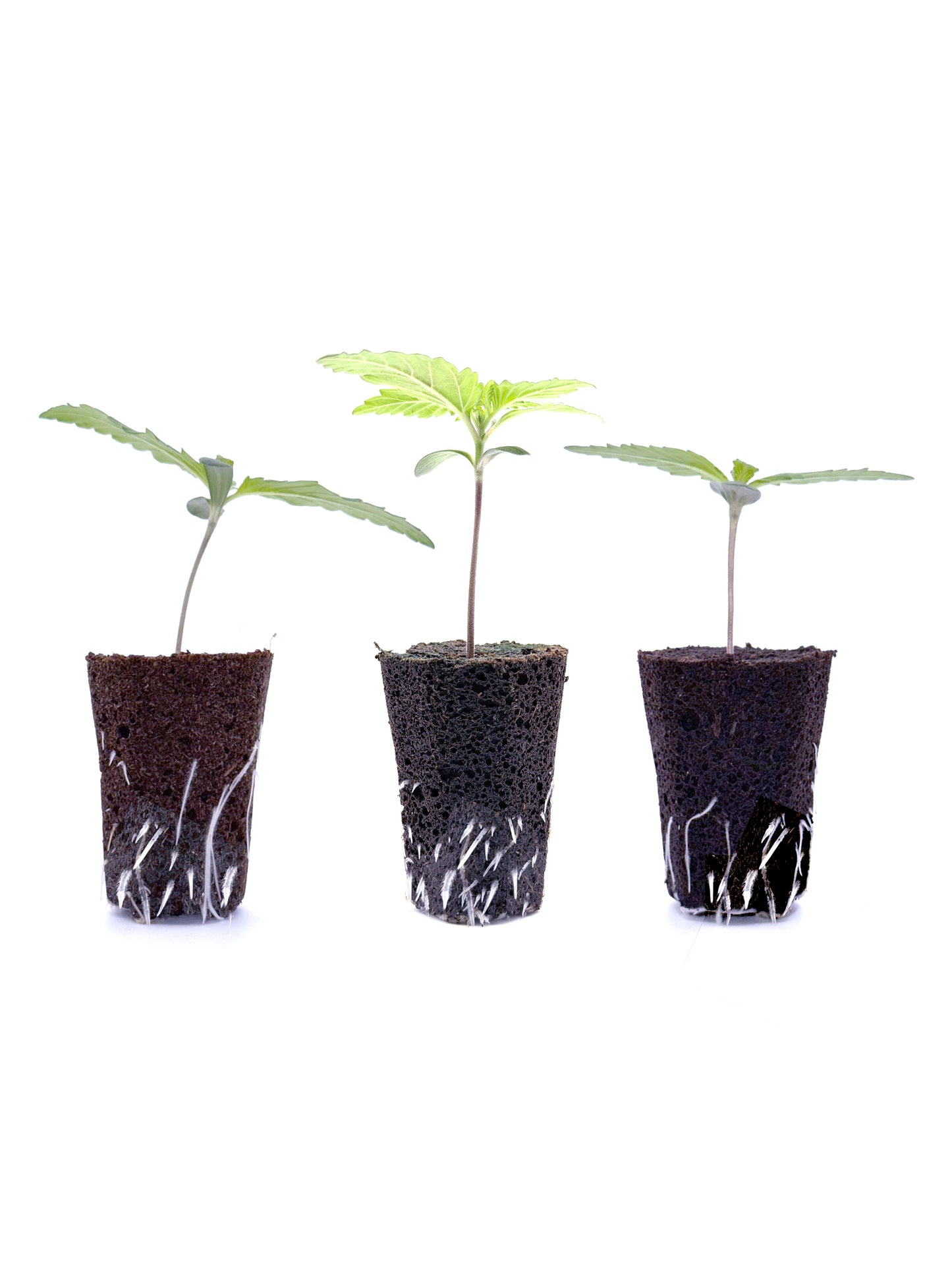 3 Plantones automáticos por recomendación de la casa