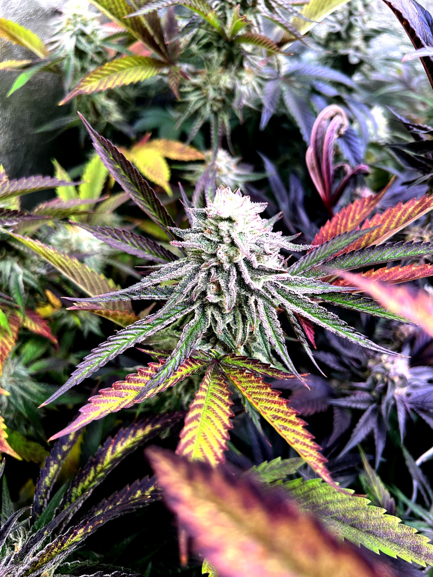 Steckling im 1,6L Topf