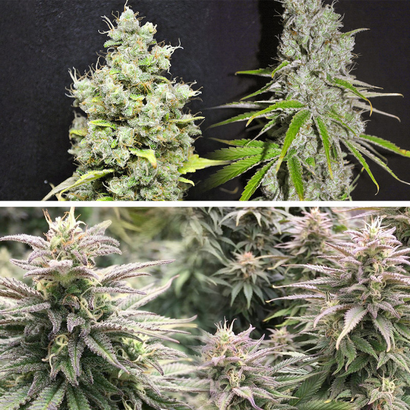 Fem | Durban Poison