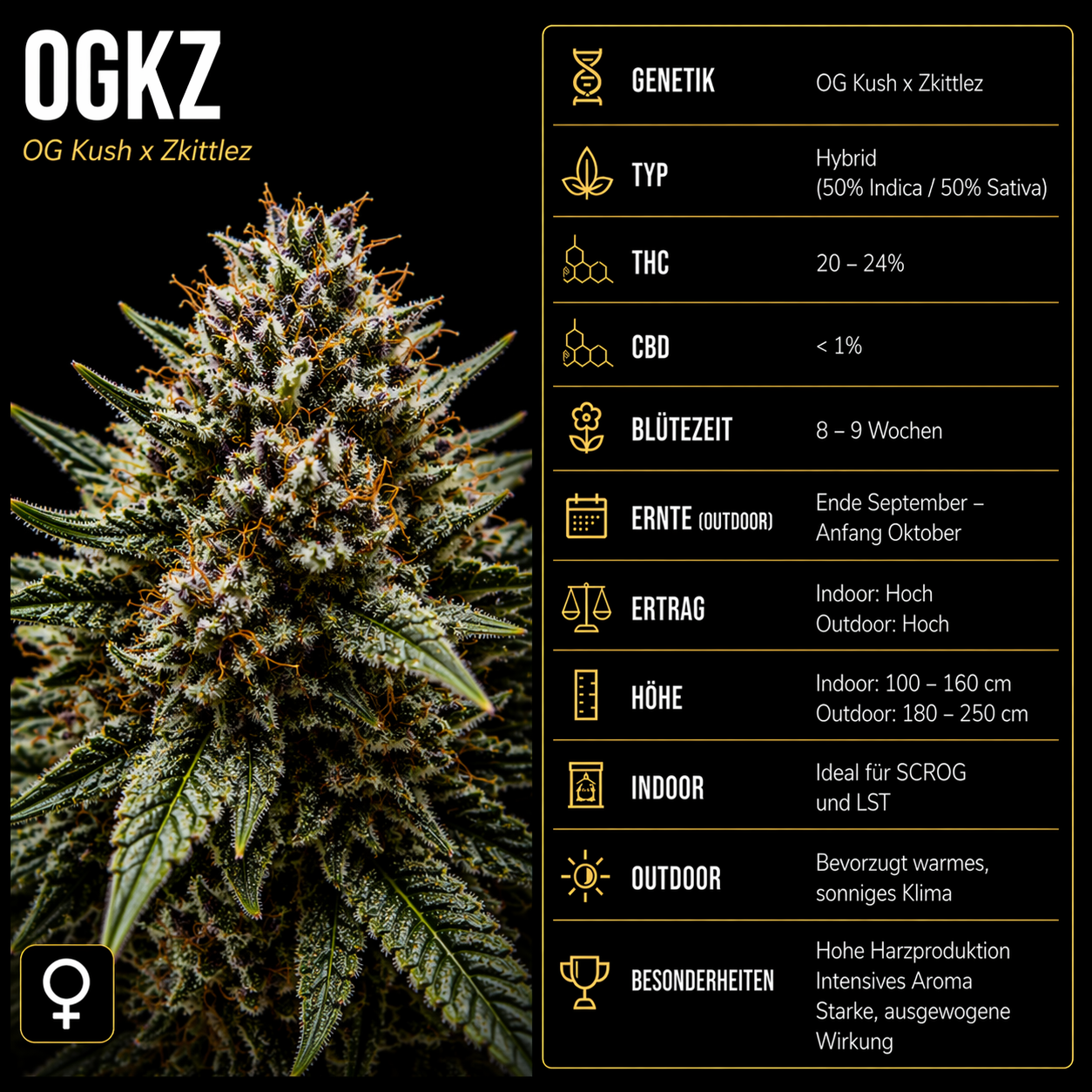 Fem | OGZK
