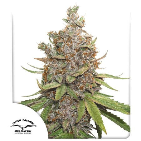 Auto | Glueberry OG