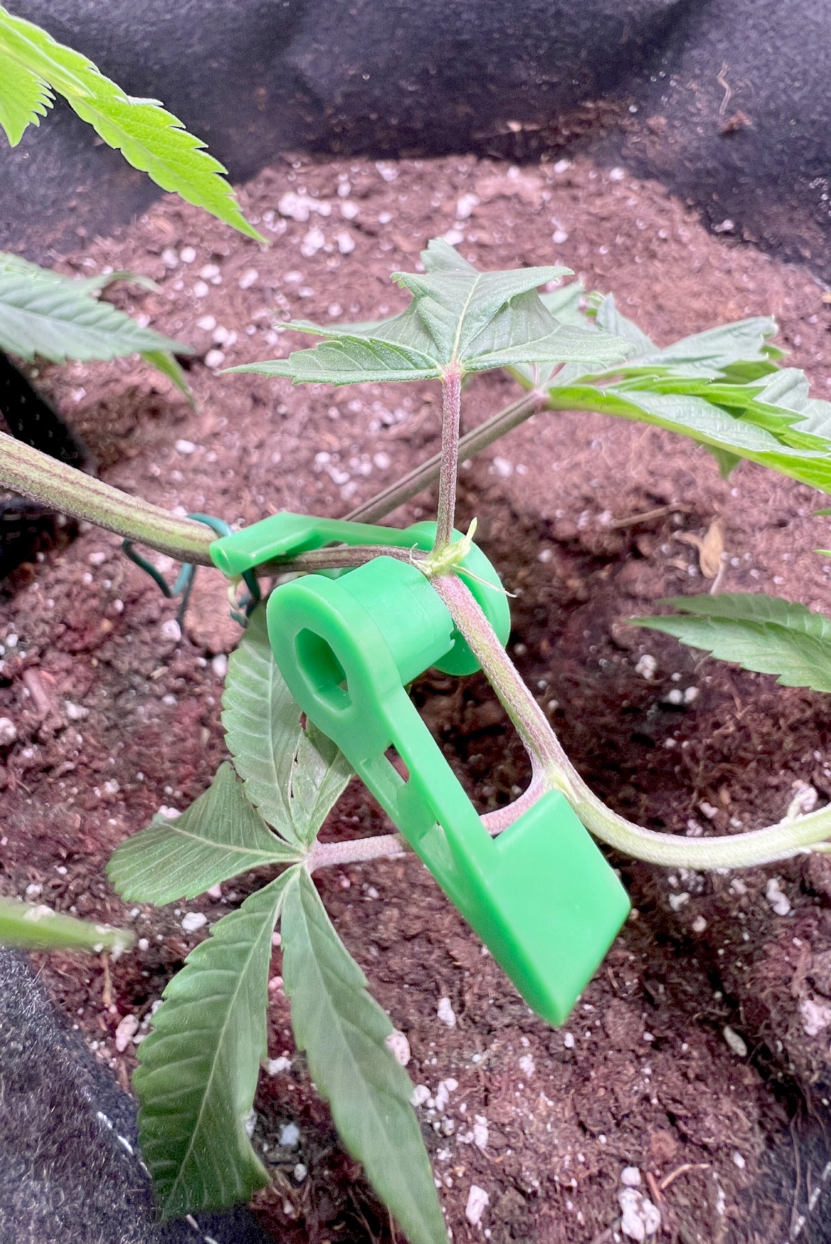 360° Low Stress Training Klammer