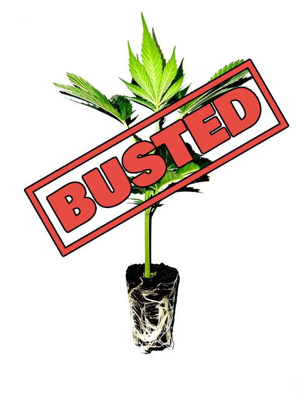 Wedding Cake (Seed Junky Cut)