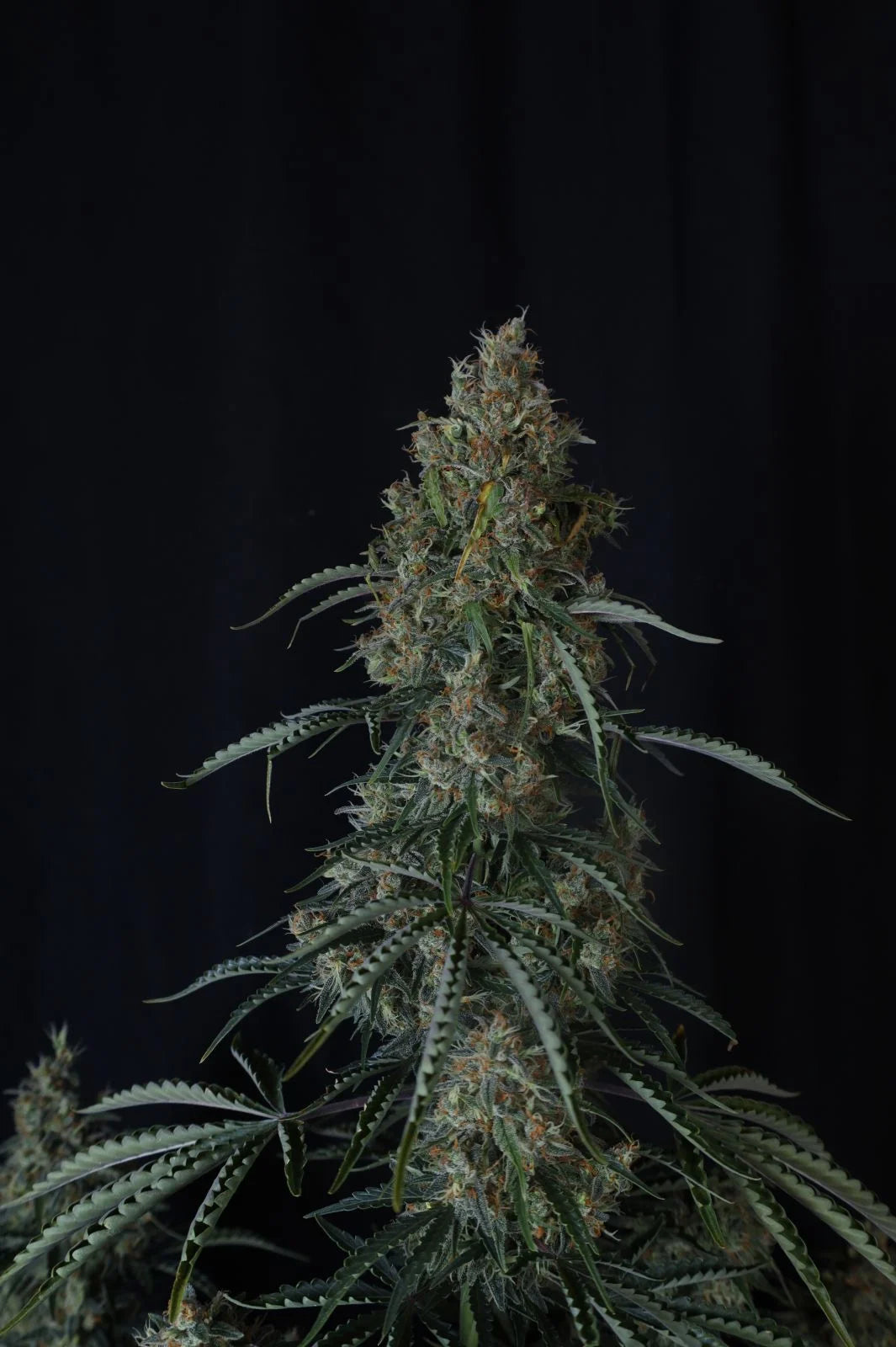 Auto | Gorilla Z
