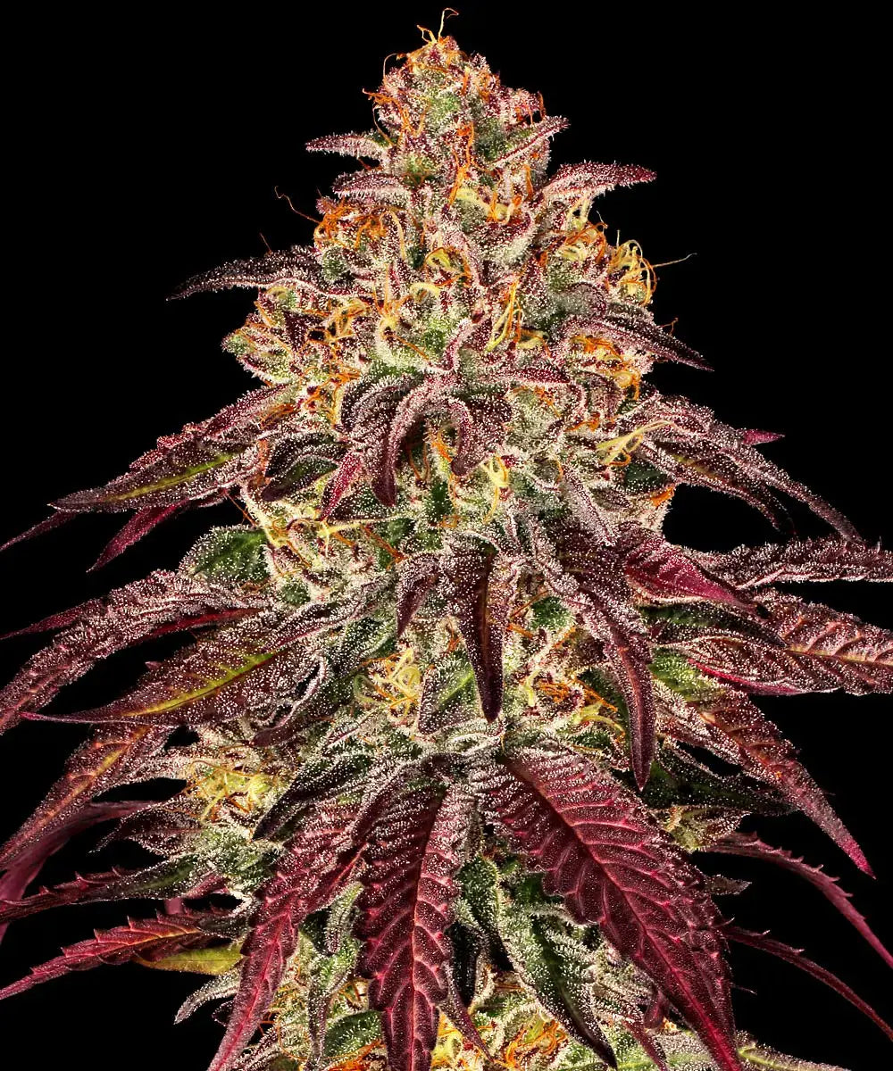 Autio | Mimosa x Orange Punch