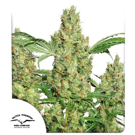 Fem | Power Plant