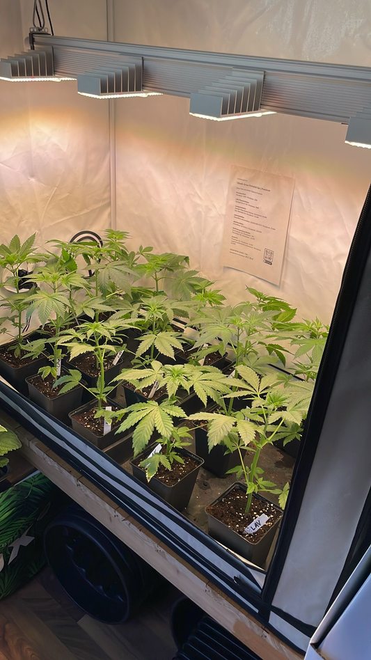 Steckling im 1,6L Topf