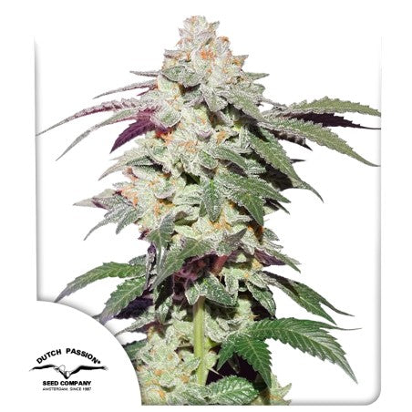 Fem | Skywalker Haze