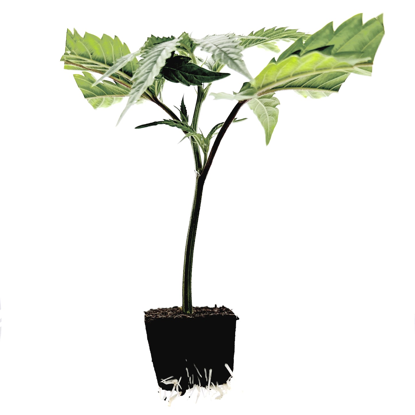 Pinnacle (PURPLE CITY GENETICS)