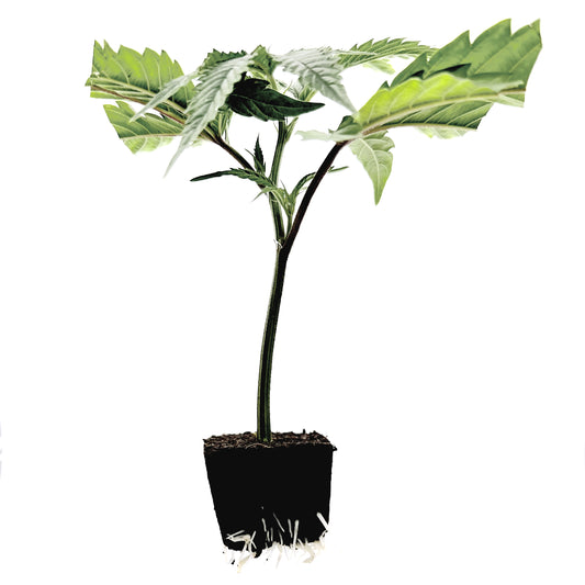 3 Clones in Easyplug recommended by Krumme Gurken