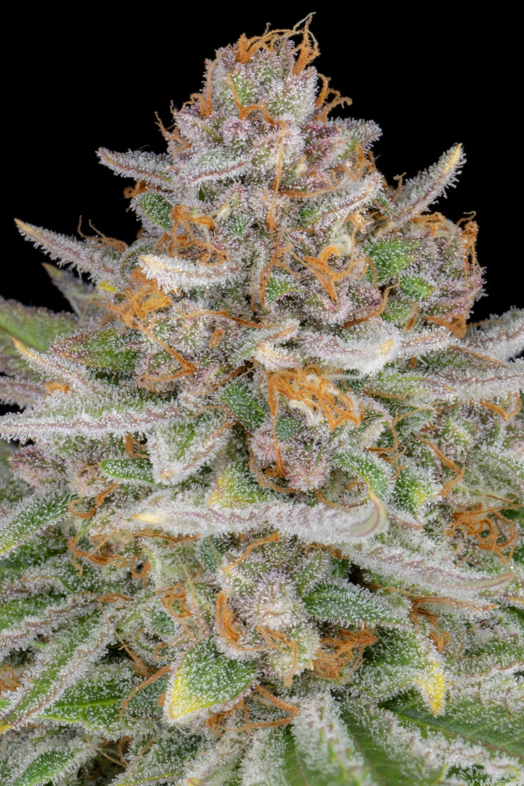 Auto | Strawberry Pie