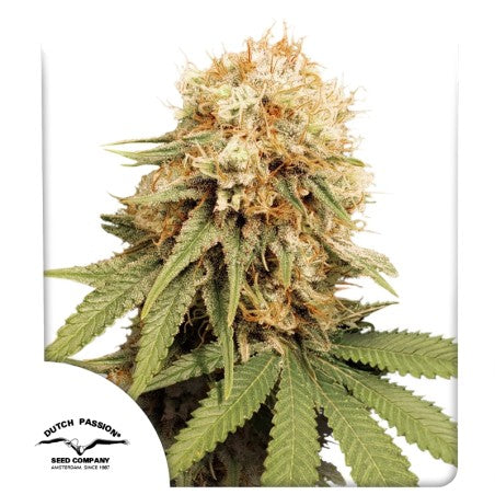 Auto | White Widow