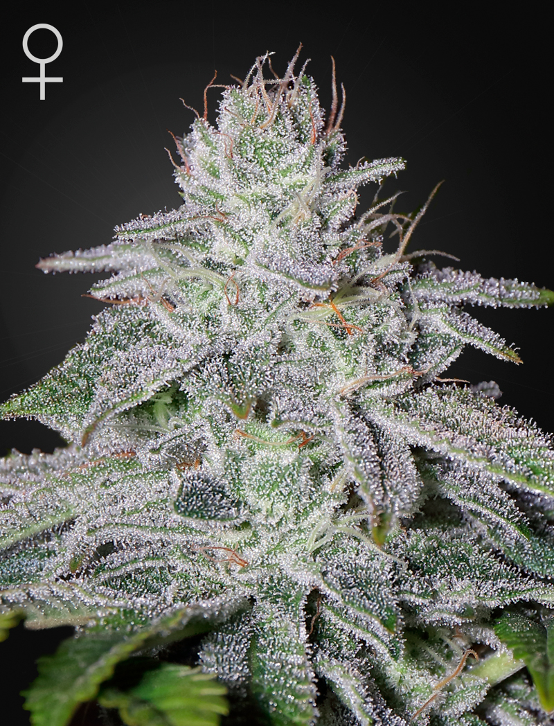 Fem | Francos Lemon Cheese