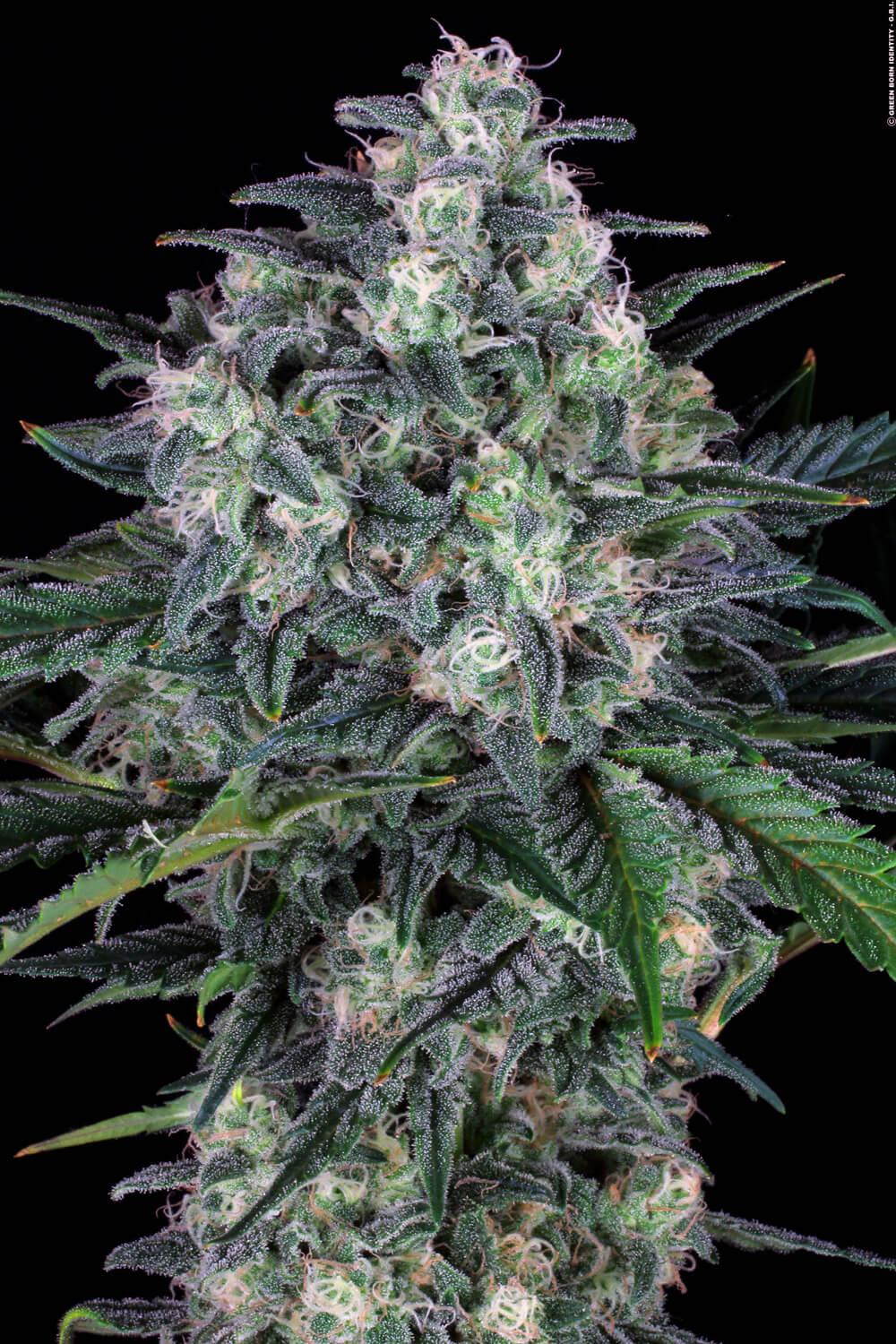 Fem | Original White Widow