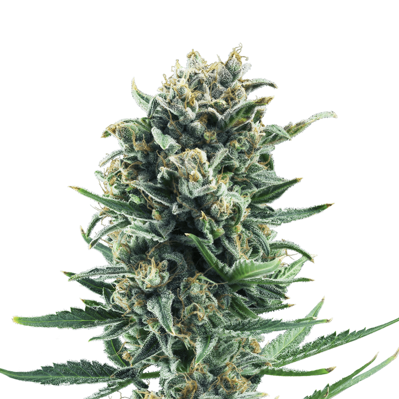 Fem | Blue Cheese