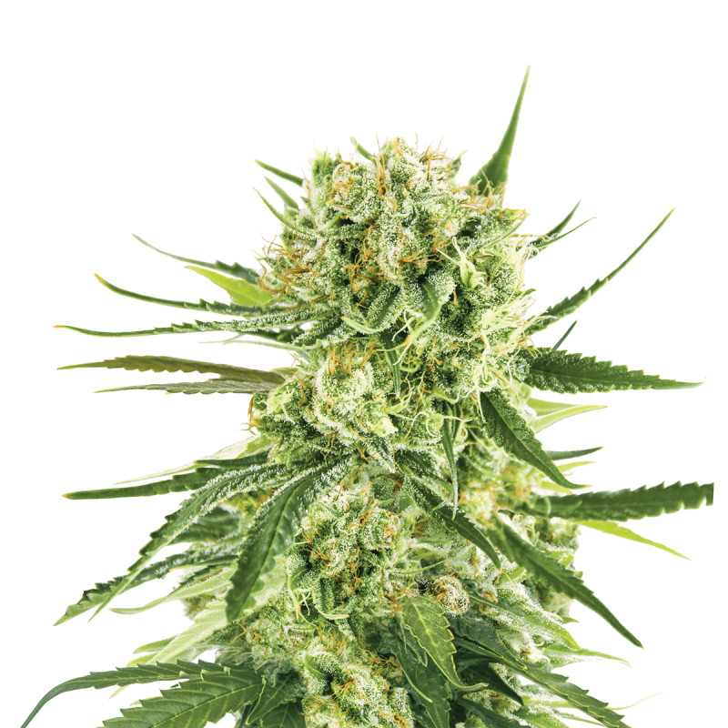 Auto | Royal Cookies