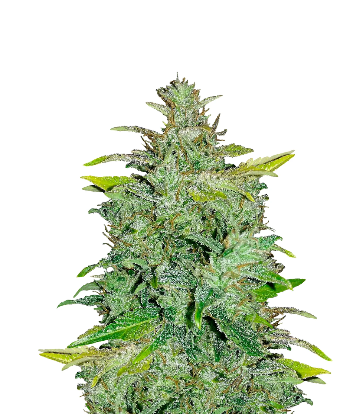 Auto | White Russian