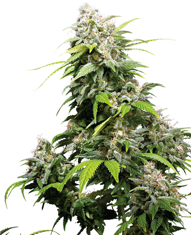 Fem | California Indica