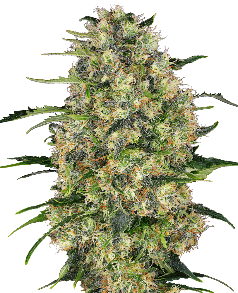 Fem | Black Domina