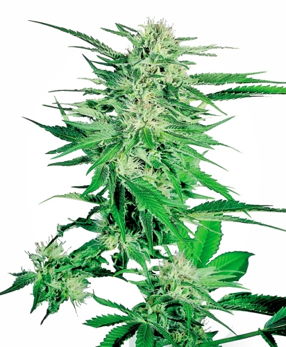 Fem | Big Bud