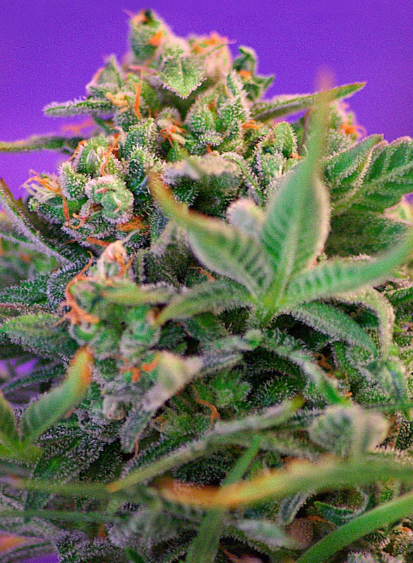 Fem | Sweet Cheese