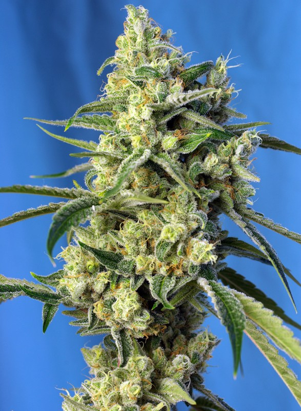 Fem | Sweet Amnesia Haze