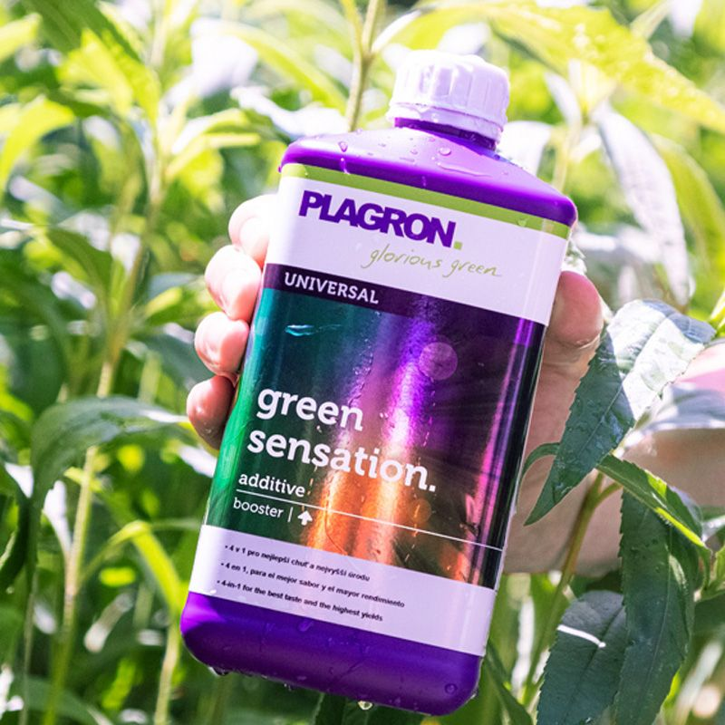 Green Sensation – Krumme Gurken Green Sensation – Krumme Gurken