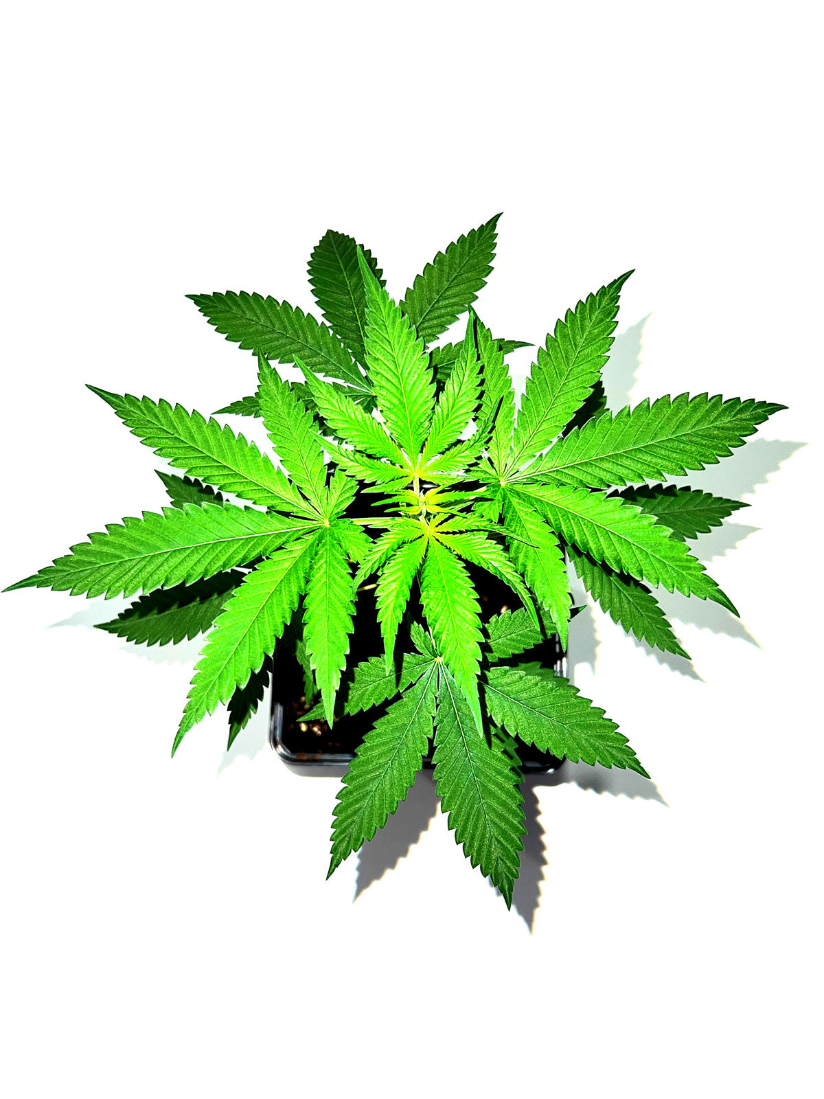 3 Automatic Sämlinge im 1,6L Topf auf Empfehlung des Hauses