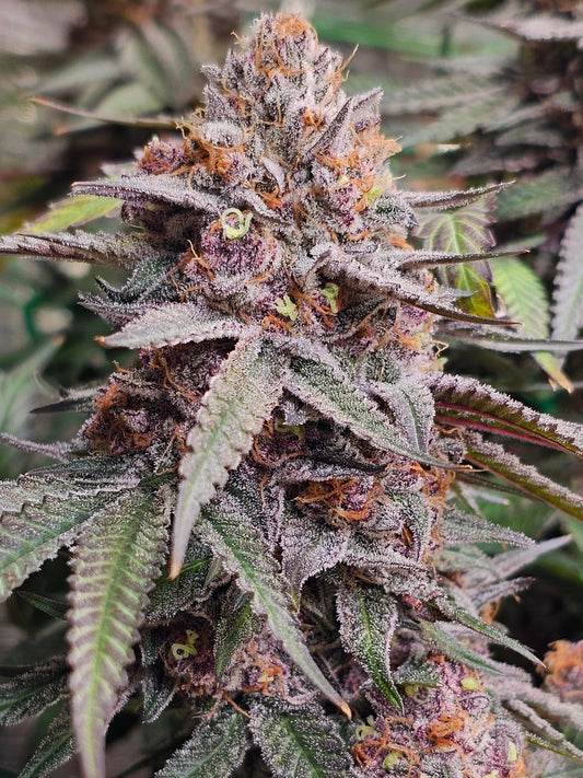 Sugar Cane - In House Genetics