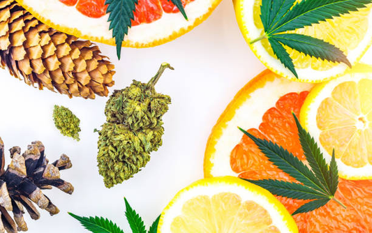 Terpene: Die Aromen und Vorteile hinter dem Duft von Cannabis