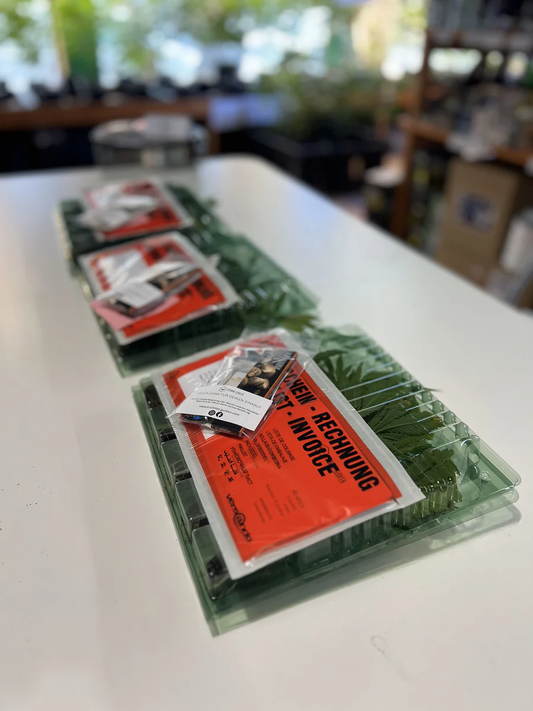 Nach dem Stecklinge online kaufen - erste Schritte