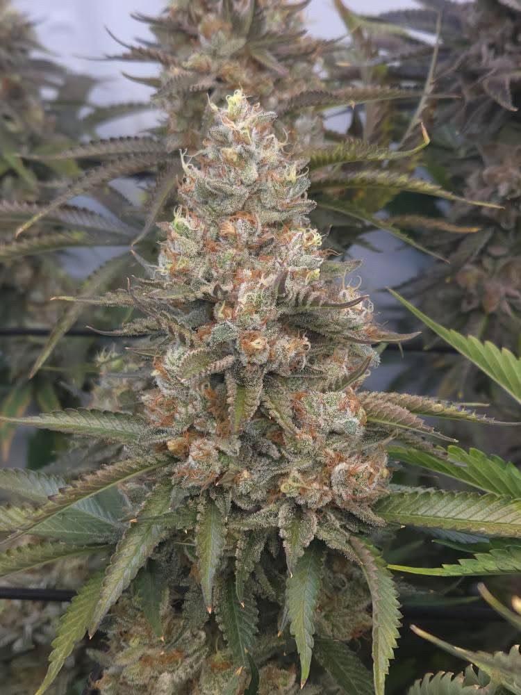 Alter Tobi -  V-CUTS by Krumme Gurken