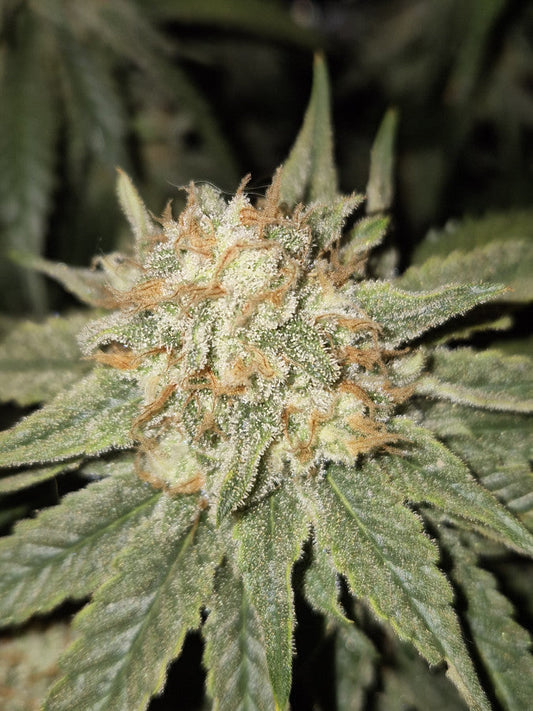 Amnesia Haze - Original Coffeshop Clone