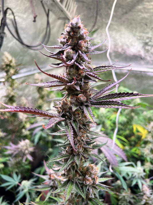 Glitter Bomb - Compound Genetics