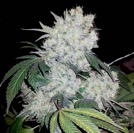 Waltzer White -  V-CUTS by Krumme Gurken