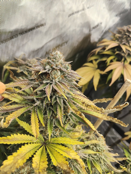 Namek Cheese - Krumme Gurken