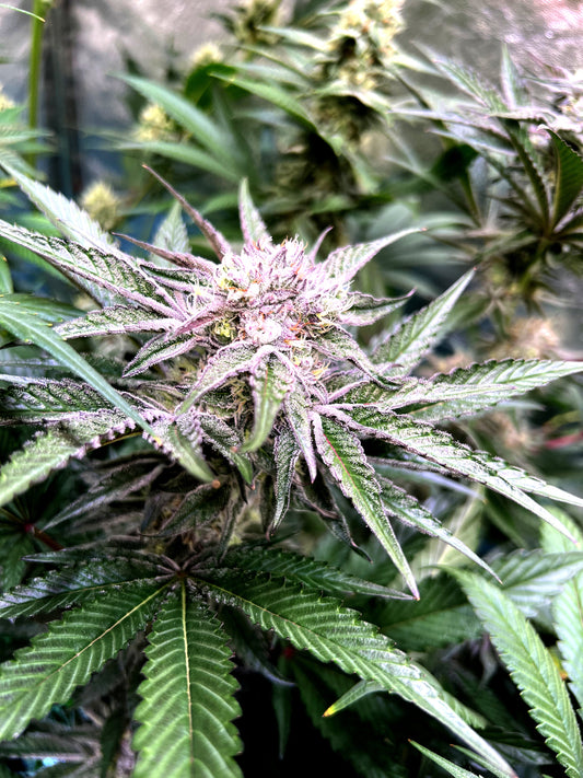 Oreoz – 3rd Coast Genetics