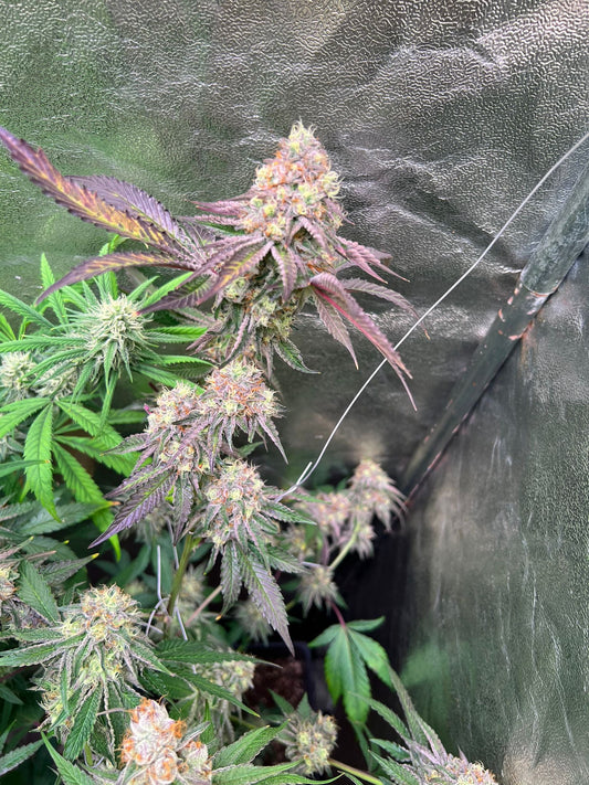 RS11 - Unknown Breeder