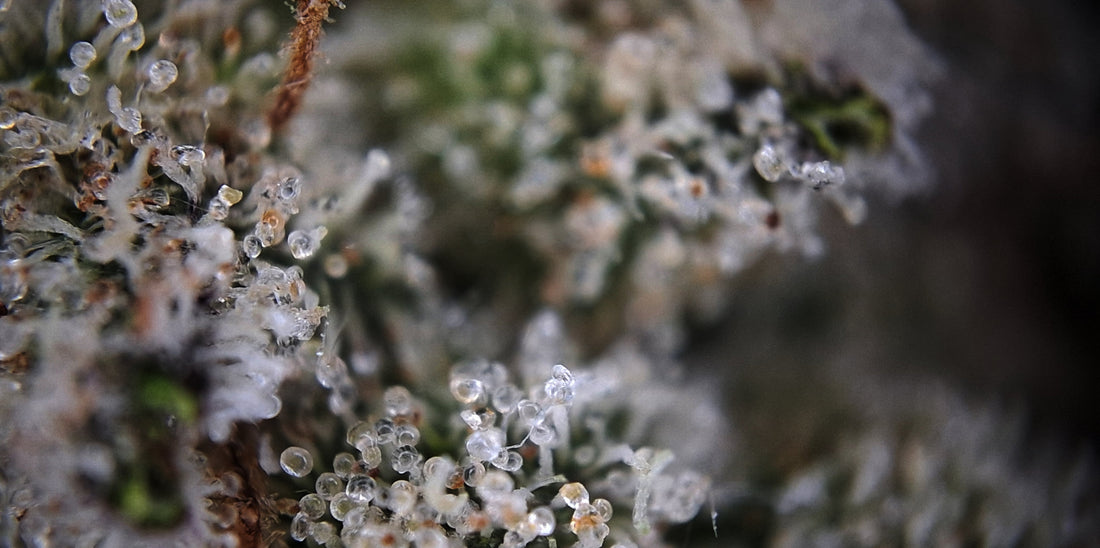 Tropsanto - Oni Seeds Co.