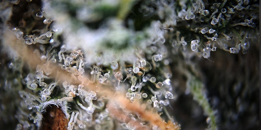 Oreoz – 3rd Coast Genetics