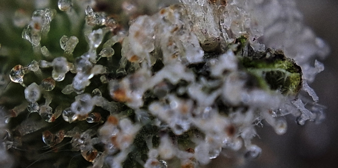 Friezas Laser #66 - V-CUTS by Krumme Gurken