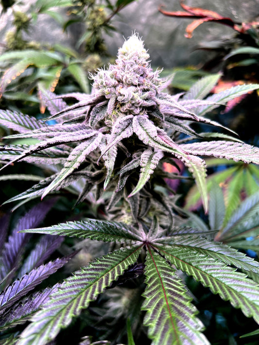 Super Boof - Blockhead Buds