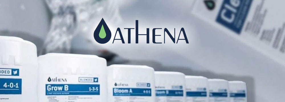 Athena