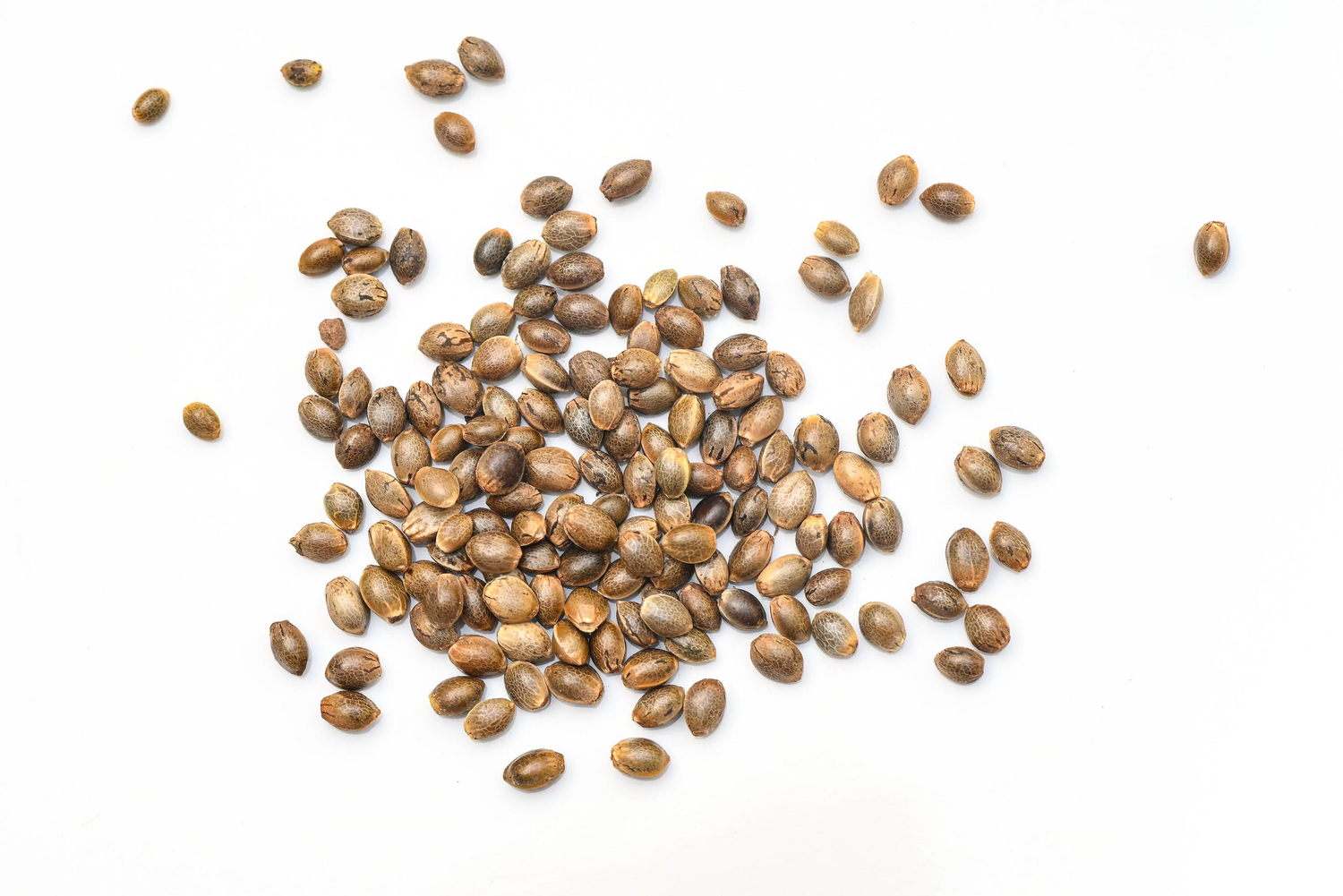 Seed Sale