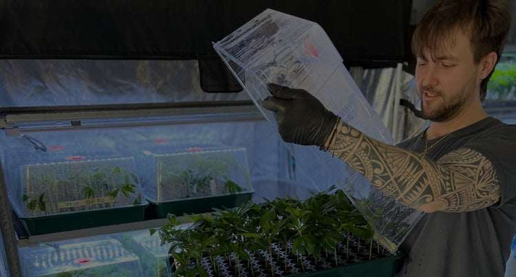 Stecklinge online kaufen