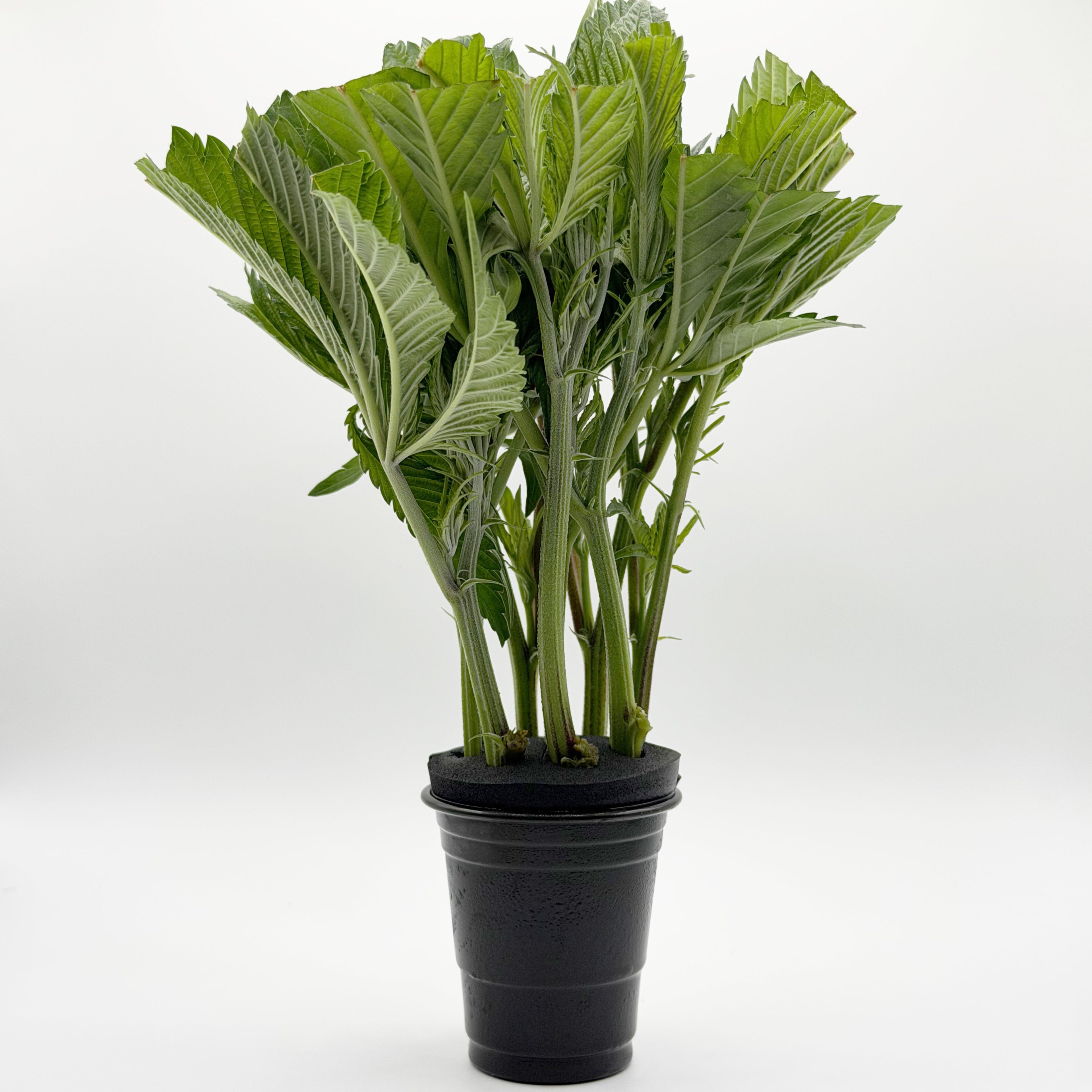 Schnittlinge (Stecklinge ohne Wurzeln)