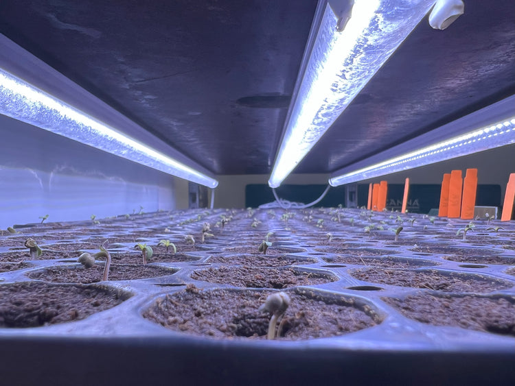 Automatic Pflanzen online bestellen