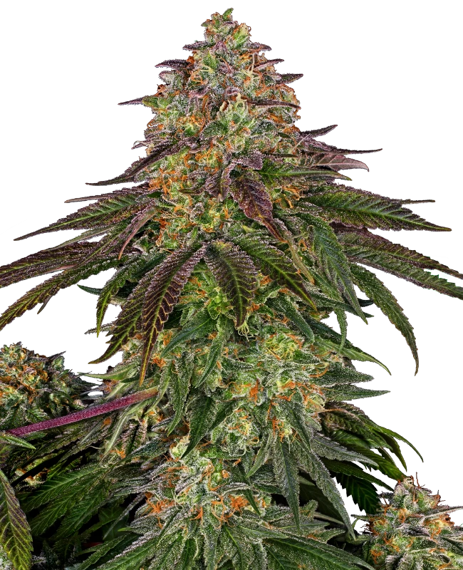 Fem | Sweet Cherry Kush