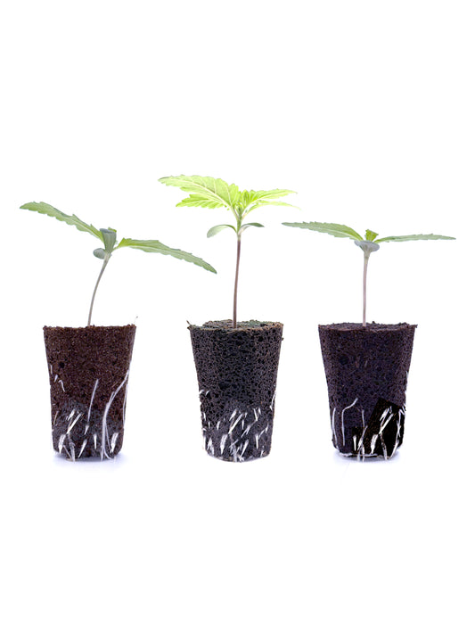 3 Plantones automáticos por recomendación de la casa 