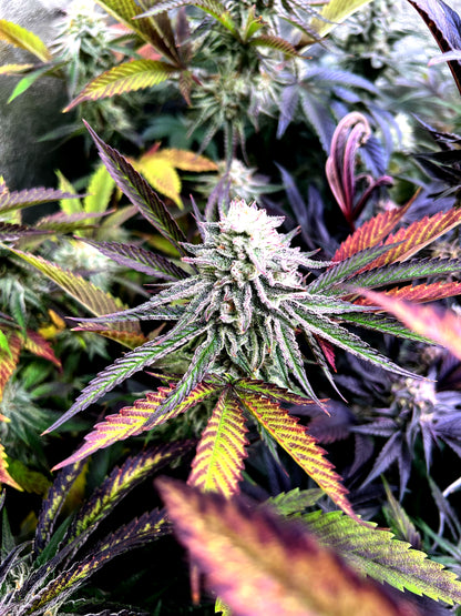 Steckling im Eazyplug